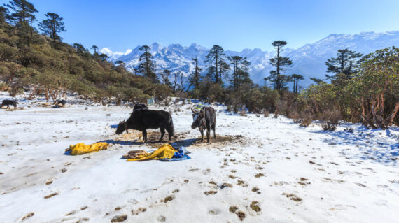 sikkim-somewhere